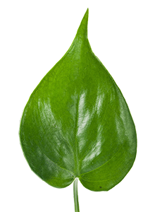 Heart Shaped Philodendron (Philodendron hederaceum)