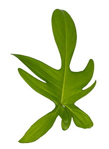 Florida Green (Philodendron Pedatum (Lactinatum))