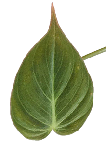 Velvet Philodrendron (Philodendron hederaceum var. hederaceum)